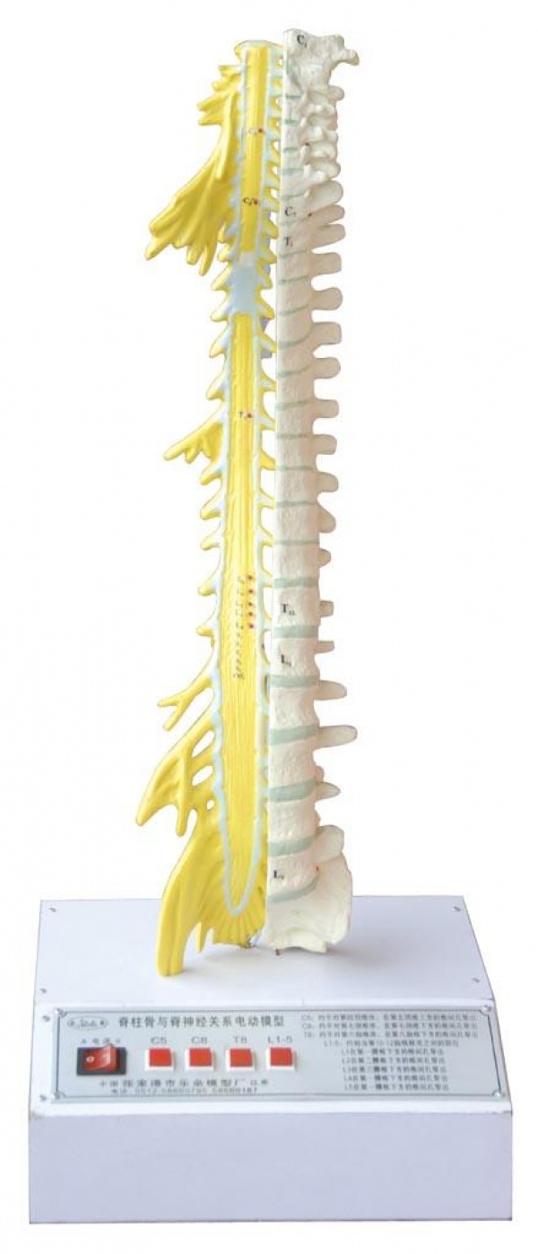 ZM1029脊椎、椎间盘和脊神经关系电动模型-电动医学教学模型-上海康谊医学教学仪器设备有限公司