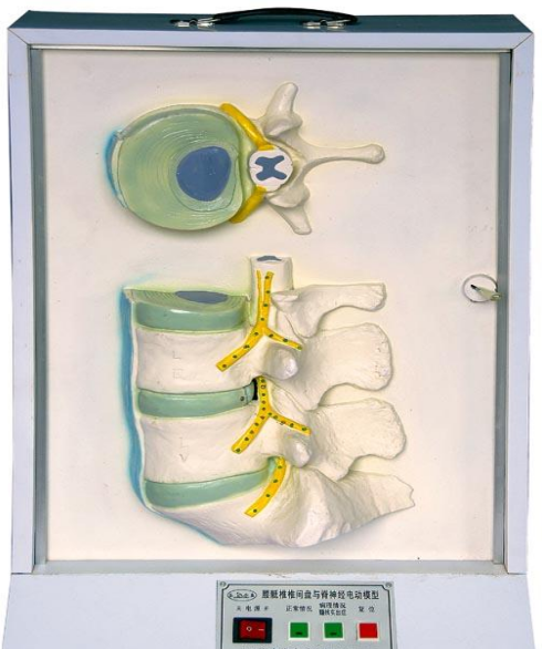 ZM0031腰骶椎、椎间盘和脊神经关系电动模型-人体解剖医学模型-上海康谊医学教学仪器设备有限公司
