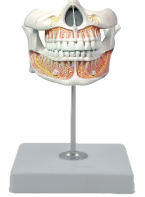 KAY-A531恒牙立体模型-牙科教学模型-口腔牙科教学模型-上海康谊医学教学仪器设备有限公司