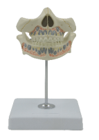 KAY-A530乳牙立体模型-牙体综合病理模型-口腔教学模型-上海康谊医学教学仪器设备有限公司