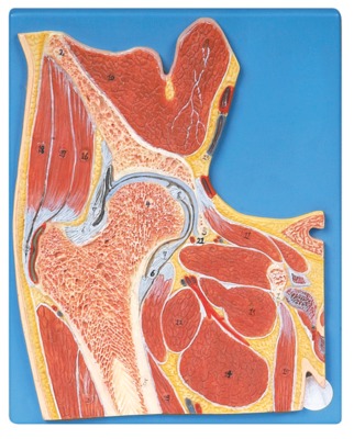 KAY/A11205髋关节剖面模型-人体各大关节解剖模型-髋关节模型-上海康谊医学教学仪器设备有限公司